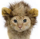 Small Lion Mane Cat