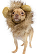 Small Lion Mane Dog