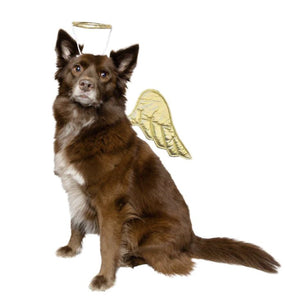 Angel Pet Costume