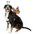 Butterfly Pet Costume