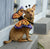 Butterfly Pet Costume