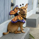 Butterfly Pet Costume