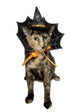 Witch Hat and Collar Pet Costume