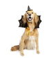 Witch Hat and Collar Pet Costume