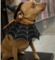 Witch Hat and Collar Pet Costume