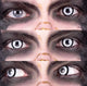 Werewolf III (Grey) Contact