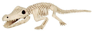 Baby Alligator Skeleton