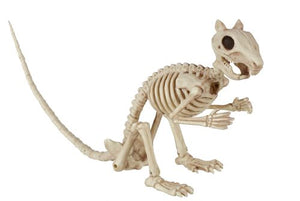 Squirrel Skeleton
