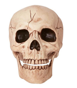 Skull With Moveable Jaw