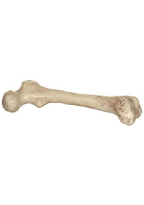 9" Skeleton Bone