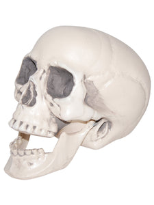 Realistic Skull